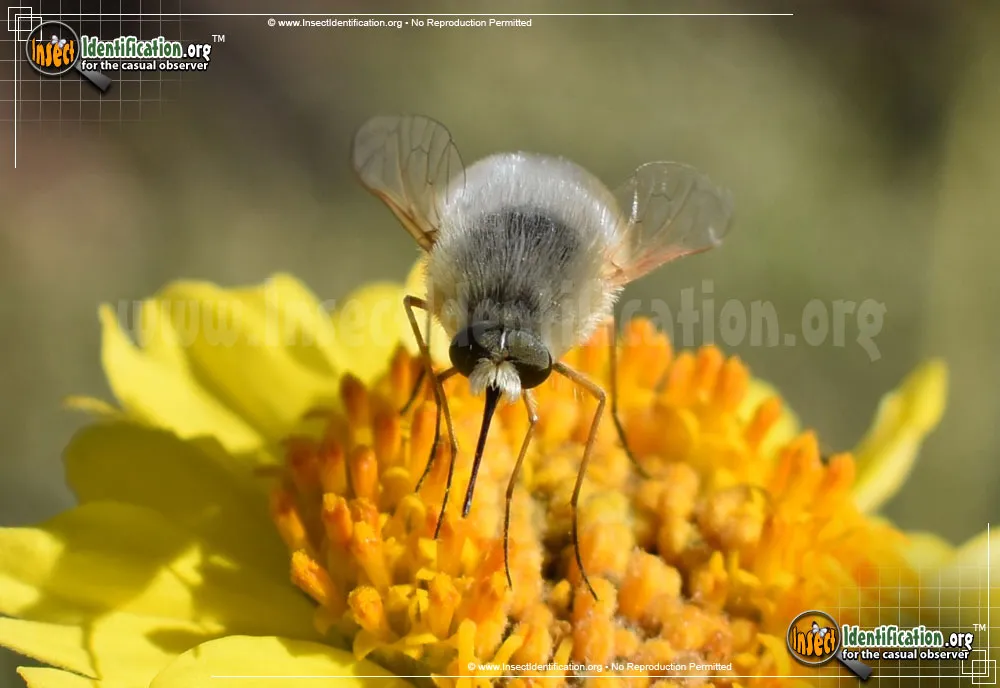 Bee Fly -Lordotus sp. - photo 5