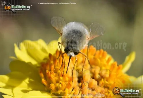 Bee Fly -Lordotus sp. - photo 6