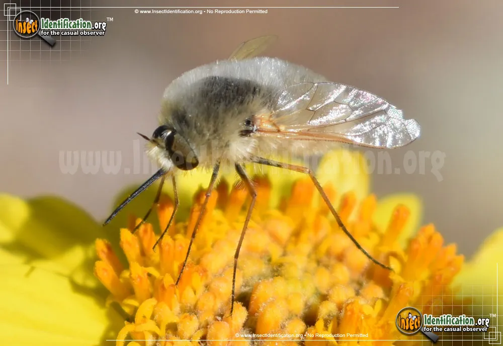 Bee Fly -Lordotus sp. - photo 7