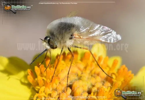 Bee Fly -Lordotus sp. - photo 8