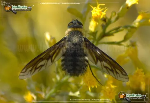 Bee Fly -P. californicus - photo 2