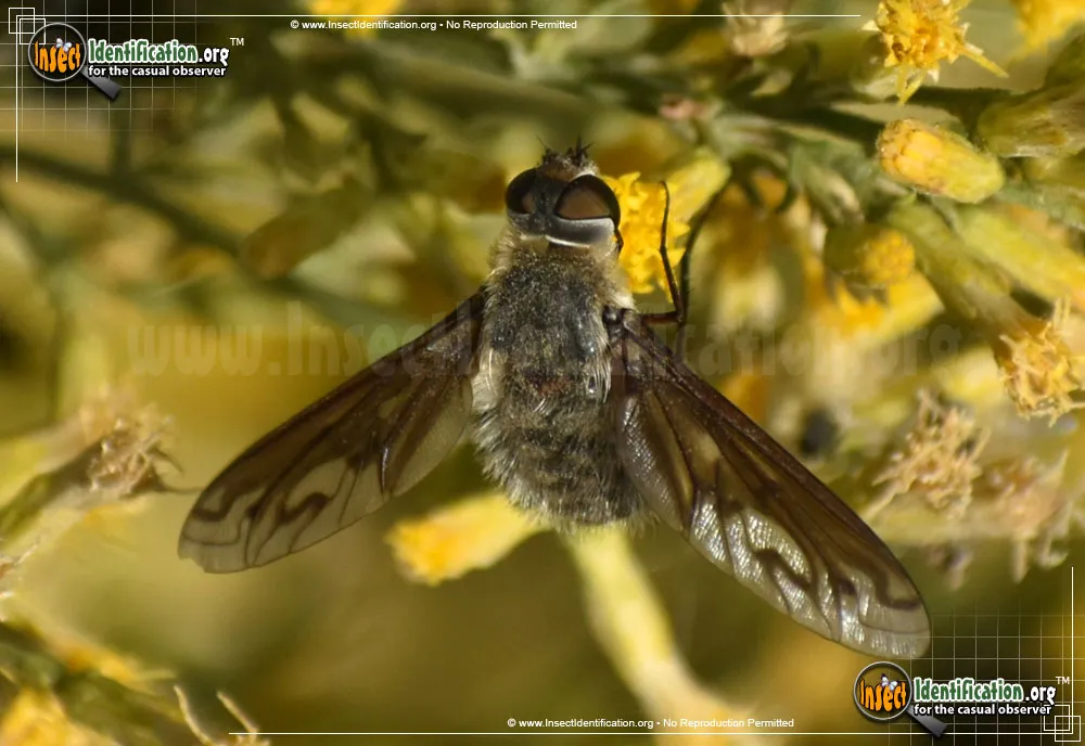 Bee Fly -P. californicus - photo 3