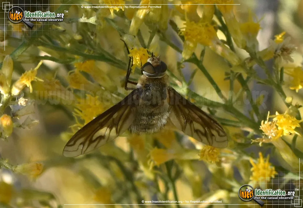 Bee Fly -P. californicus - photo 5