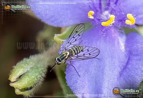 Bee Fly -Poecilognathus sp. - photo 2