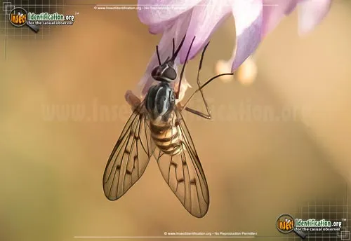 Bee Fly -Poecilognathus sp. - photo 4