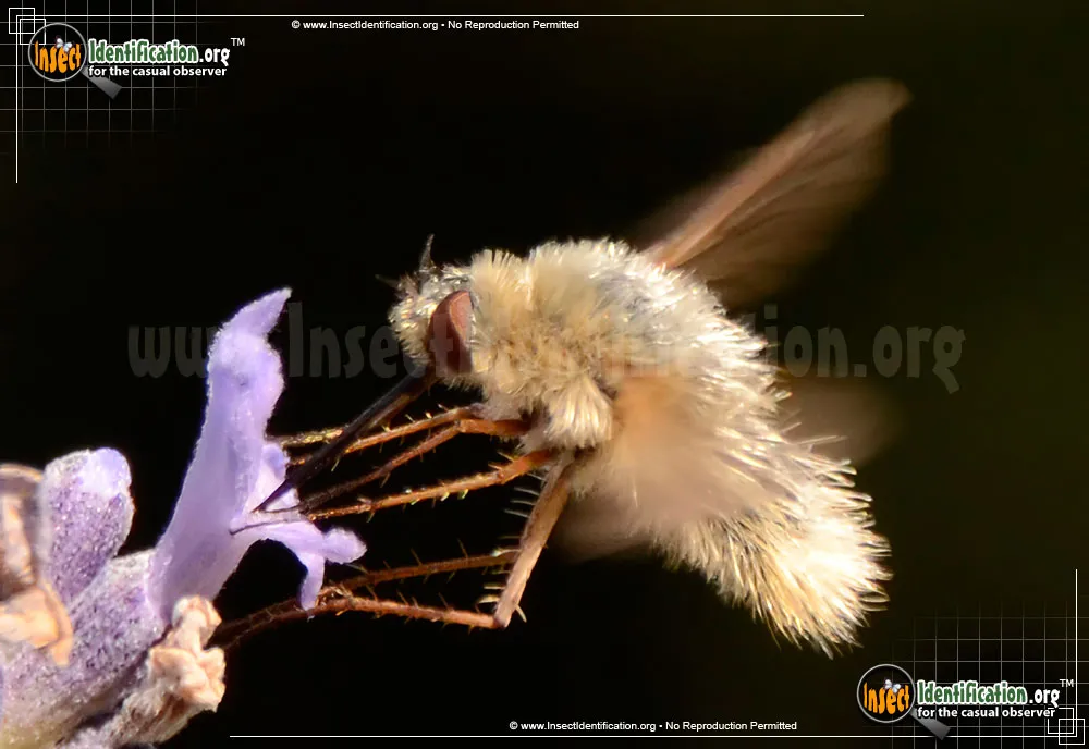 Bee Fly -Systoechus vulgaris