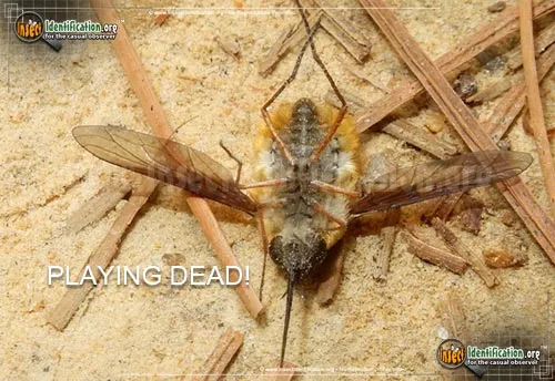 Bee Fly -Systoechus vulgaris - photo 4