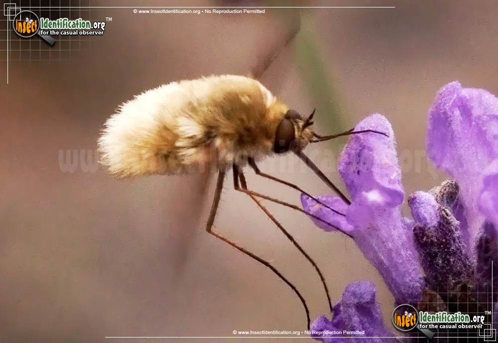 Bee Fly -Systoechus vulgaris - photo 5