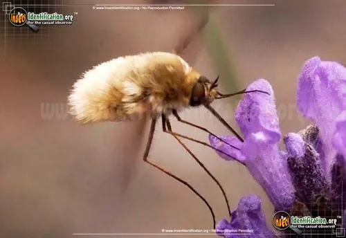 Bee Fly -Systoechus vulgaris - photo 6