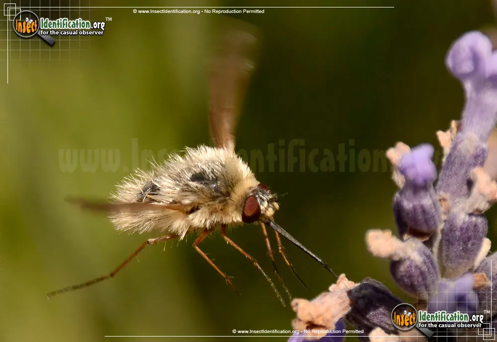 Bee Fly -Systoechus vulgaris - photo 7
