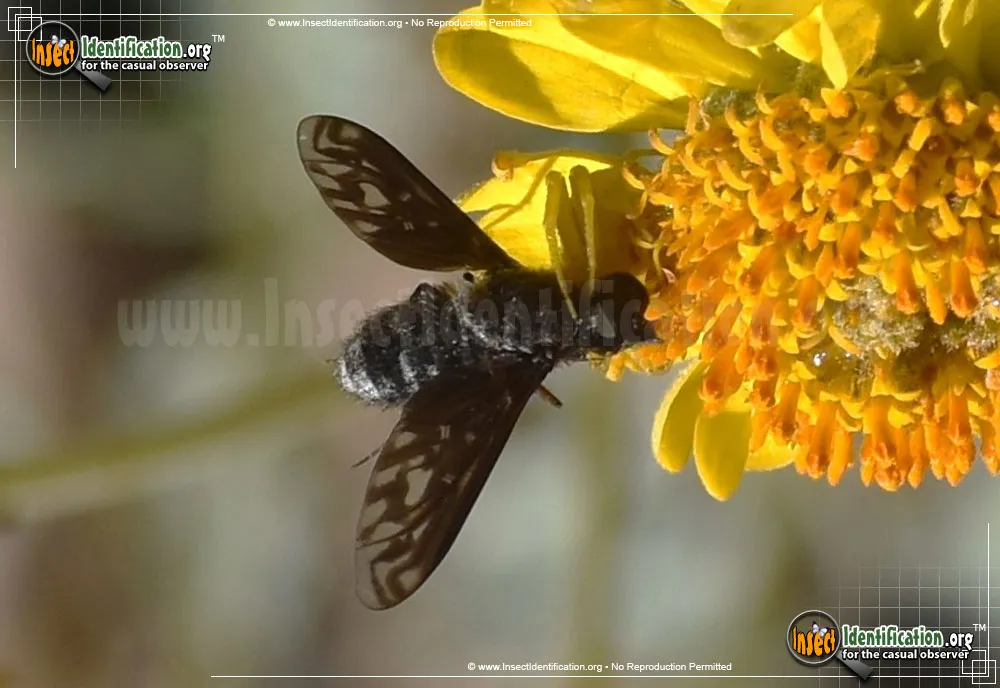 Bee Fly -Thyridanthrax sp.