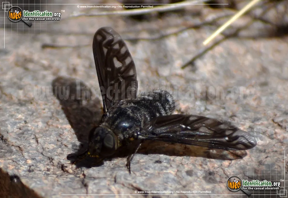 Bee Fly -Thyridanthrax sp. - photo 3
