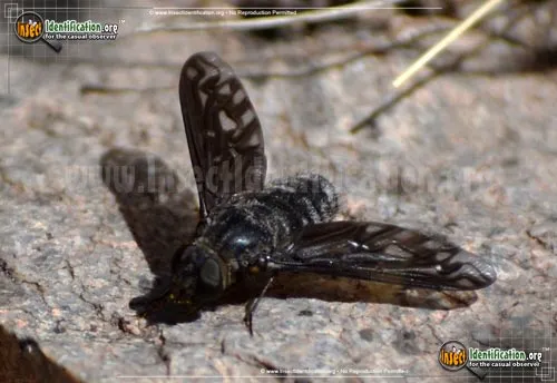 Bee Fly -Thyridanthrax sp. - photo 4