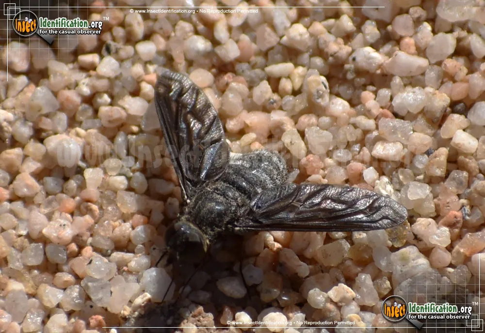 Bee Fly -Thyridanthrax sp. - photo 5