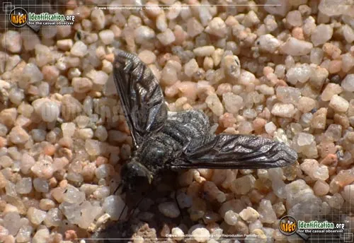 Bee Fly -Thyridanthrax sp. - photo 6