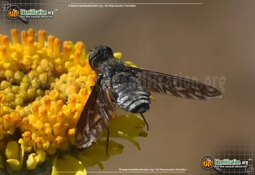 Bee Fly -Thyridanthrax sp. - photo 8