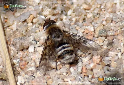 Bee Fly -Villa sp. - photo 2