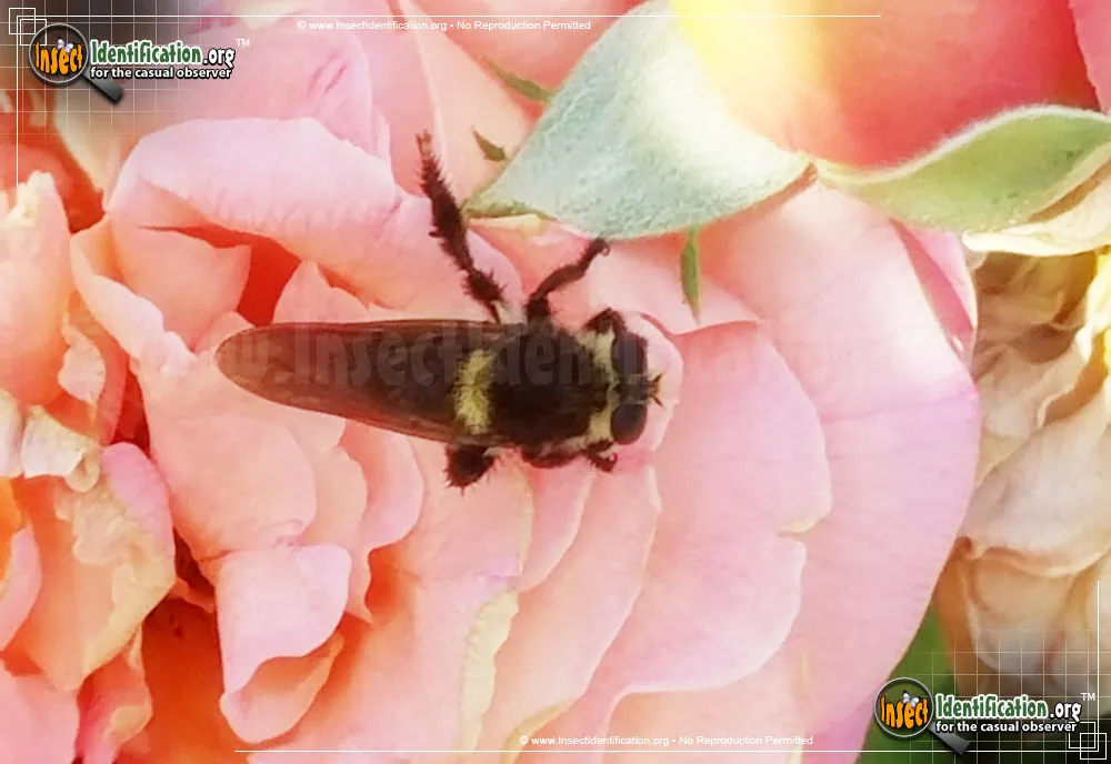 Bee Killer - Mallorphora leschenaulti