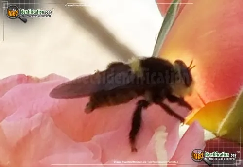 Bee Killer - photo 4