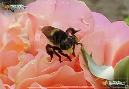 Bee Killer - photo 6