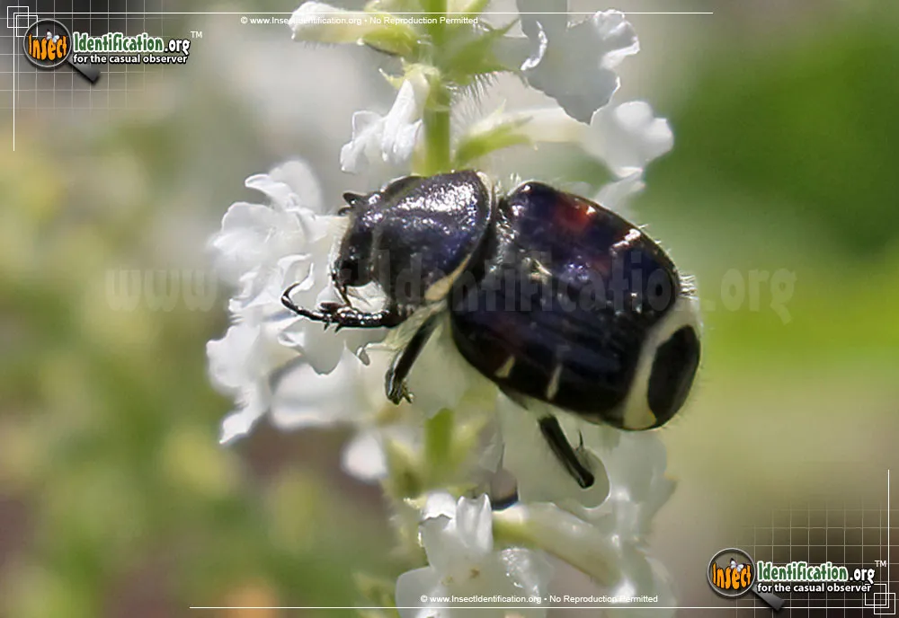 Bee-like Flower Scarab Beetle