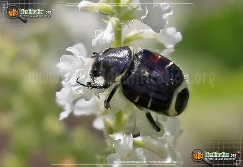 Bee-like Flower Scarab Beetle - photo 2