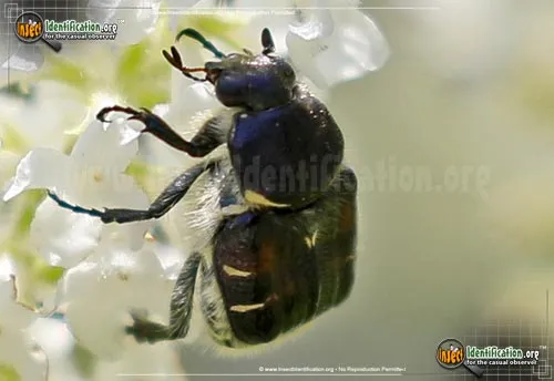 Bee-like Flower Scarab Beetle - photo 4