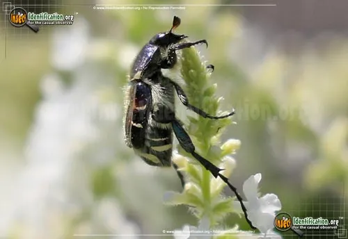 Bee-like Flower Scarab Beetle - photo 6