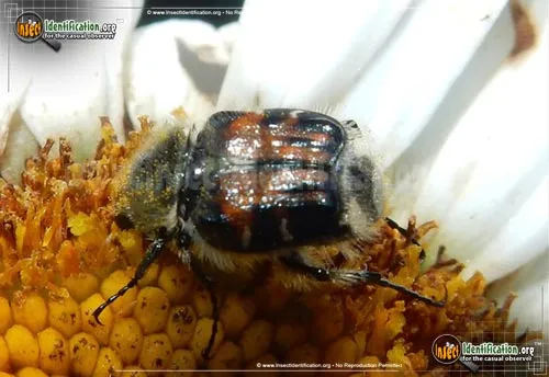 Bee-like Flower Scarab Beetle - photo 2