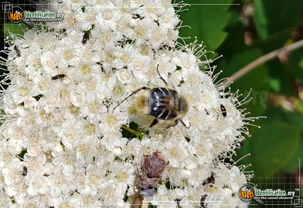 Bee-like Flower Scarab Beetle - photo 3