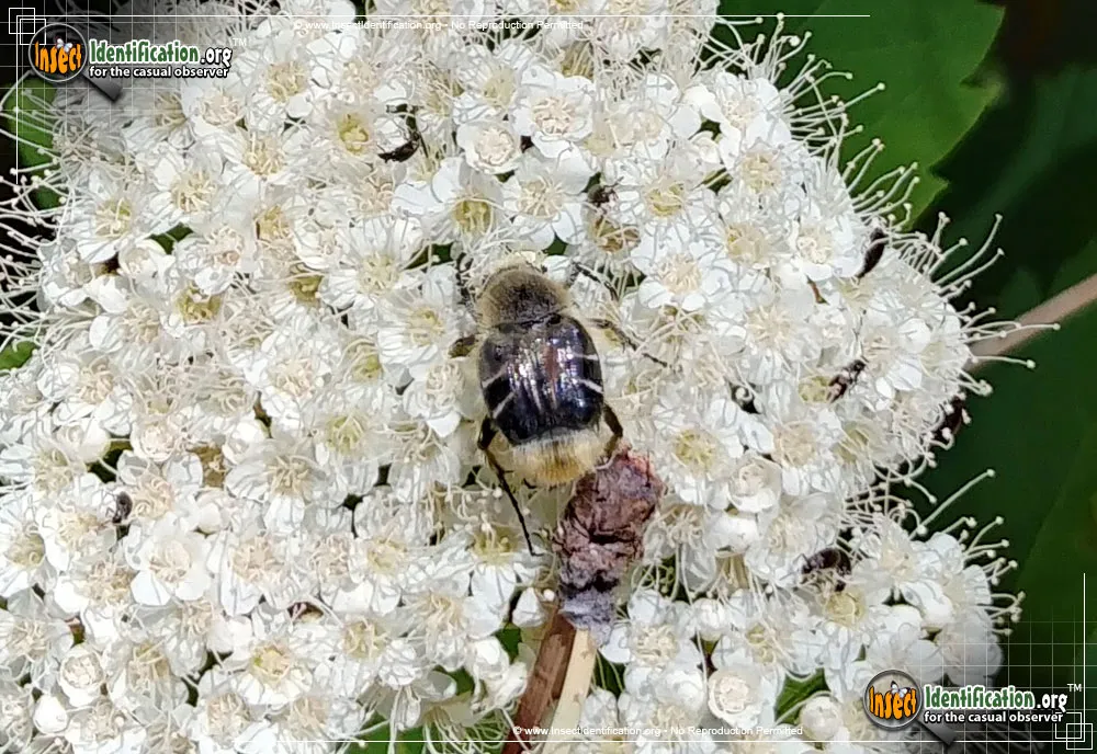 Bee-like Flower Scarab Beetle - photo 5