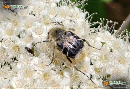Bee-like Flower Scarab Beetle - photo 8