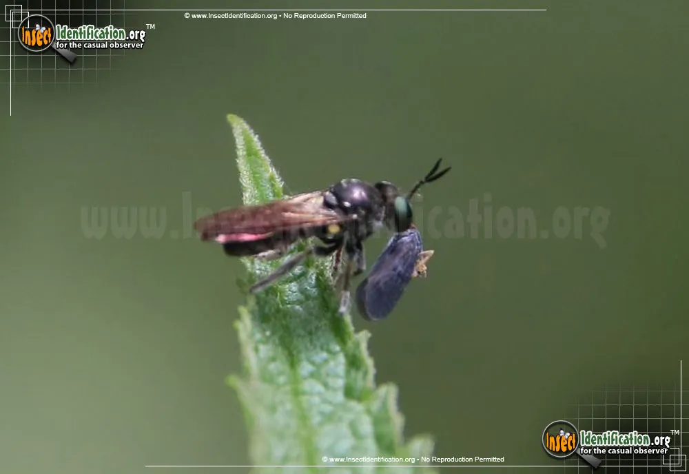 Bee-like Robber Fly - Laphria canis complex
