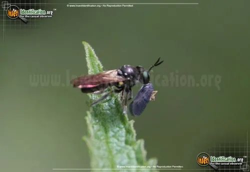 Bee-like Robber Fly - photo 2