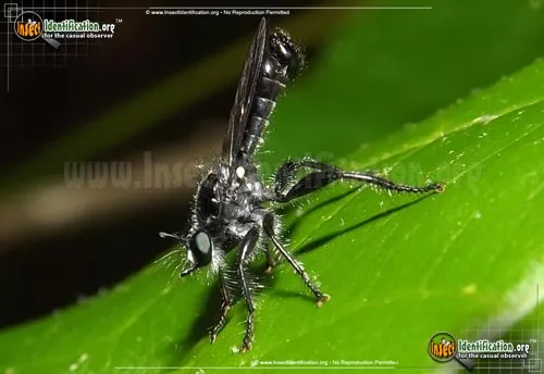 Bee-like Robber Fly - photo 2