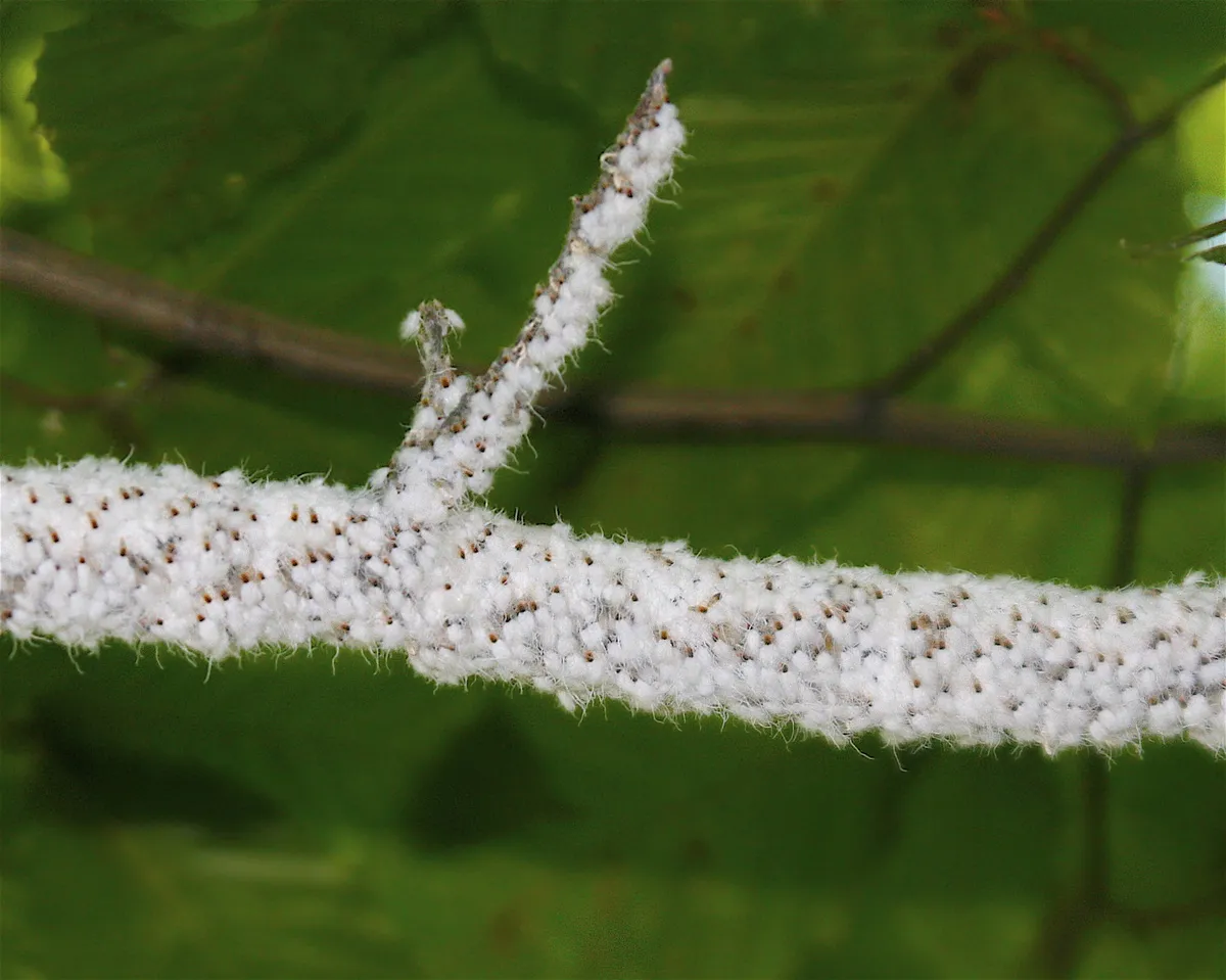 Beech Blight Aphid - photo 3