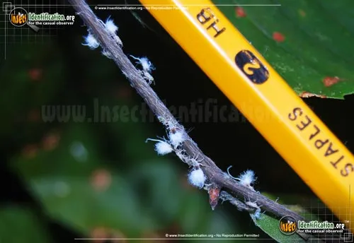 Beech Blight Aphid - photo 4