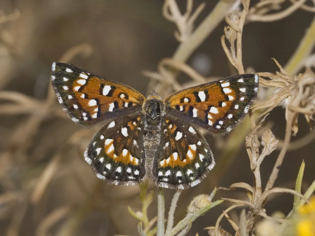 Behr's Metalmark Butterfly - photo 2