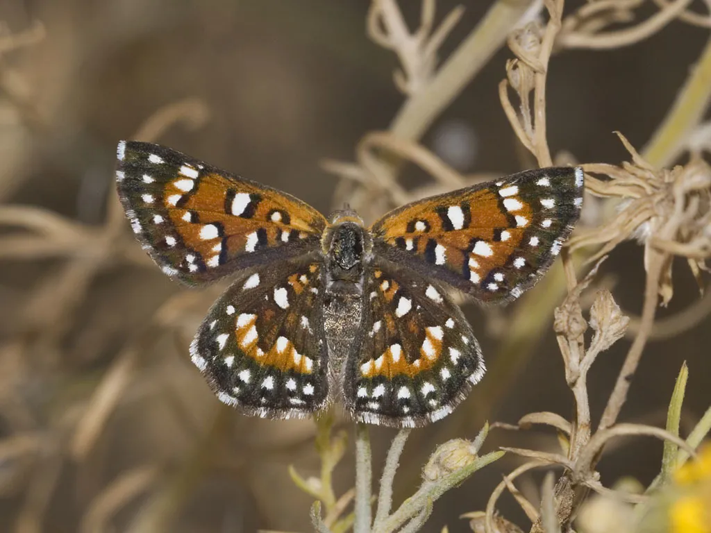 Behr's Metalmark Butterfly - photo 3