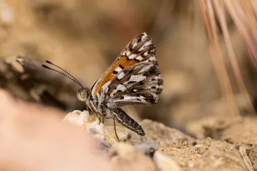 Behr's Metalmark Butterfly - photo 4