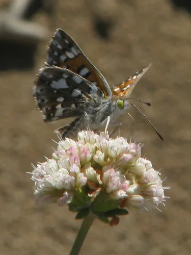 Behr's Metalmark Butterfly - photo 5