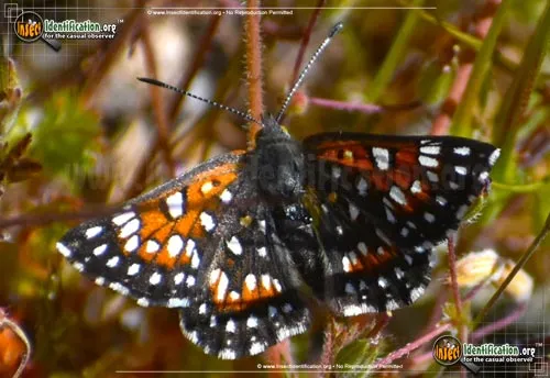Behr's Metalmark Butterfly - photo 6