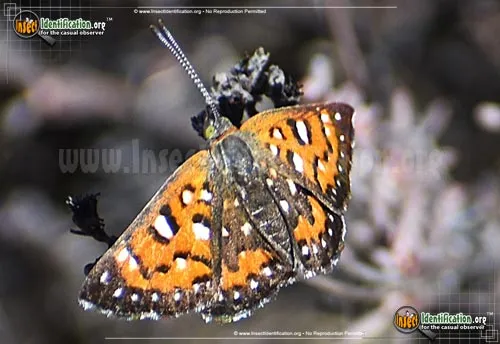 Behr's Metalmark Butterfly - photo 7