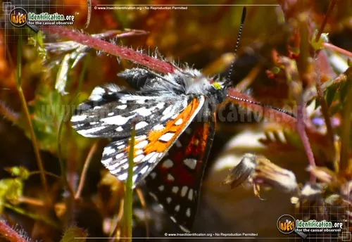 Behr's Metalmark Butterfly - photo 8