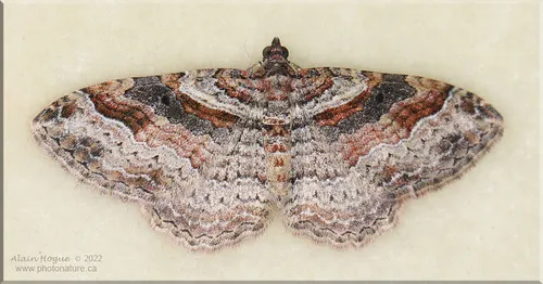 Bent-line Carpet Moth - Costaconvexa centrostrigaria