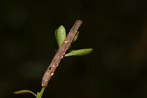 Bent-line Carpet Moth - photo 4