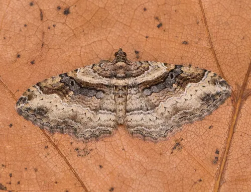 Bent-line Carpet Moth - photo 5