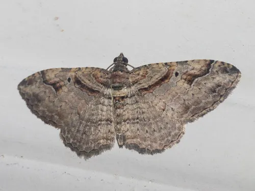 Bent-line Carpet Moth - photo 6