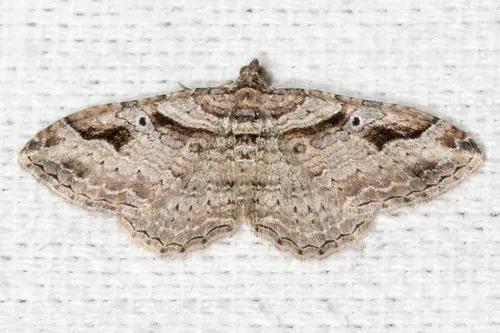 Bent-line Carpet Moth - photo 7