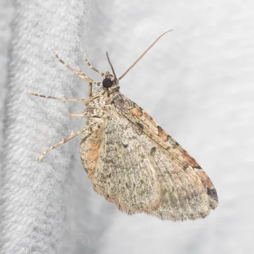 Bent-line Carpet Moth - photo 8